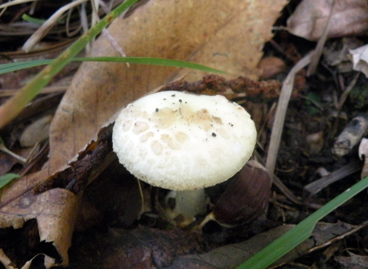 Amanita con loro spore